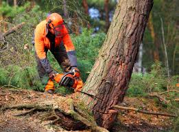 Best Hedge Trimming  in Thousand Oaks, CA